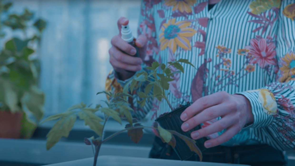 UvA&rsquo;ers ontdekken 'zonnebrandcr&egrave;me' die planten vorstbestendig maakt